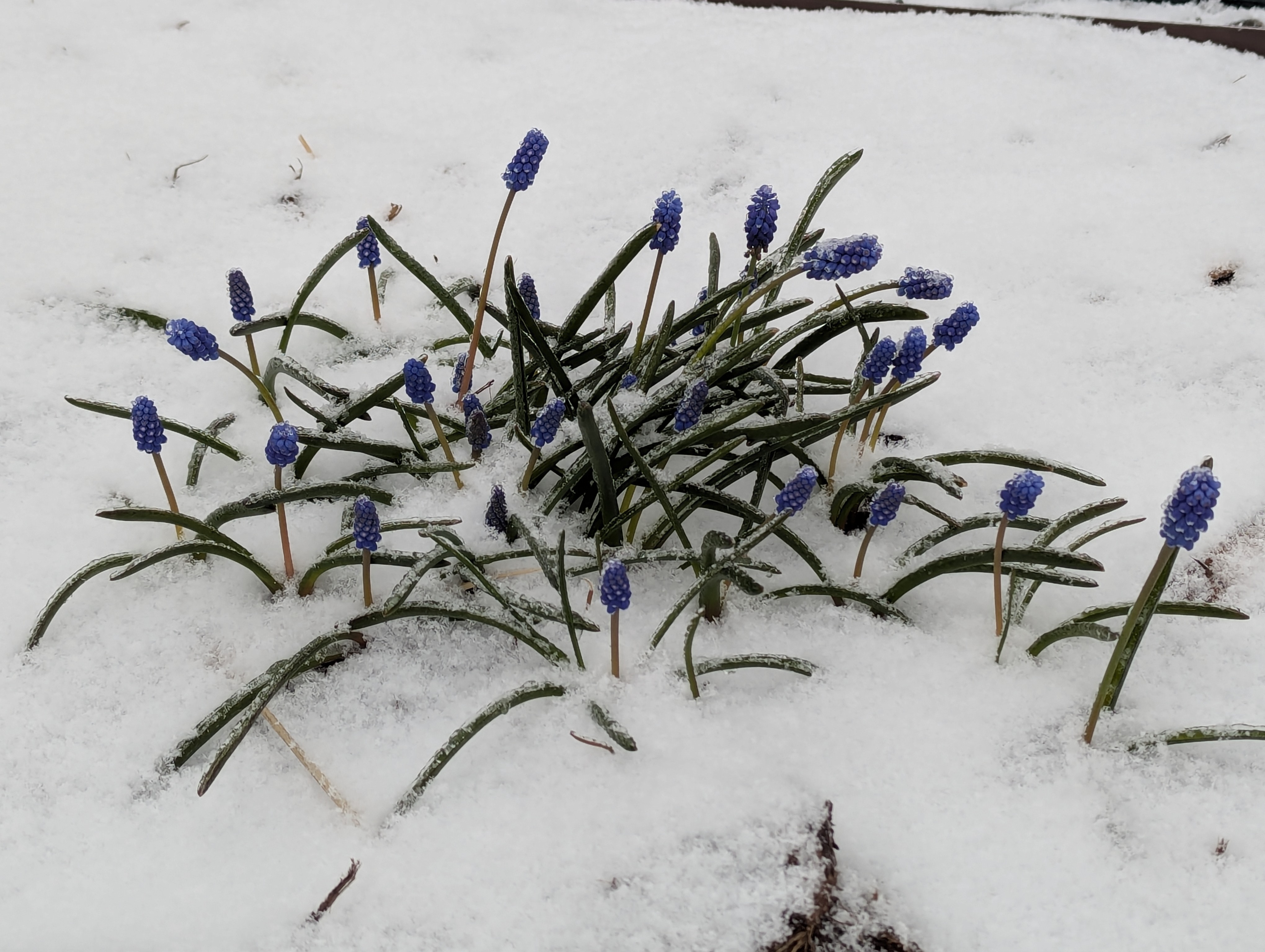 Snow, Morrison, Colorado